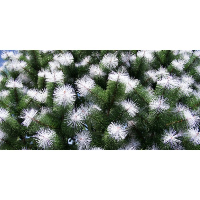 Сосна искусственная Green trees «Уральская», с белыми кончиками, цвет зелёный, 16 м - Фото 1