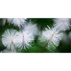 Сосна искусственная Green trees «Евро-2», с белыми кончиками, цвет зелёный, 5 м - Фото 3