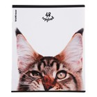 Тетрадь 48 листов в клетку ErichKrause "Котики", матовая ламинация, блок офсет 100%, МИКС - фото 24268417