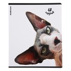 Тетрадь 48 листов в клетку ErichKrause "Котики", матовая ламинация, блок офсет 100%, МИКС - фото 24268418