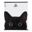 Тетрадь 48 листов в клетку ErichKrause "Котики", матовая ламинация, блок офсет 100%, МИКС - фото 24268419