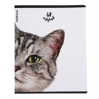 Тетрадь 48 листов в клетку ErichKrause "Котики", матовая ламинация, блок офсет 100%, МИКС - фото 24268420