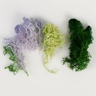 Набор сухоцветов «Мох», цвет МИКС - Фото 2