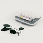 Набор сухоцветов «Листья эвкалипта» - фото 320504758