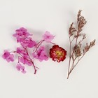 Набор сухоцветов «Сиреневая дымка» - Фото 2