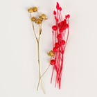 Набор сухоцветов «Цветки бобов», цвет МИКС - Фото 2