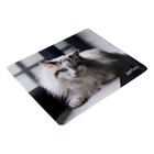 Коврик для мыши Perfeo Cat рис.1, 350x300x3 мм 10111541 - фото 16758259