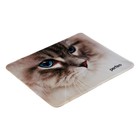 Коврик для мыши Perfeo Cat рис.16, 240x200x2 мм - фото 51487911 Коврик для мыши Perfeo Cat рис.16, 240x200x2 мм - фото 51487911