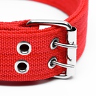 Ошейник четырехслойный, 64×4 см, ОШ 50-58 см, полиэстер, красный - Фото 4