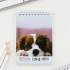 Блокнот А6, 40 л на гребне, мягкая обложка «Щенок» (комплект 10 шт) - фото 23234352