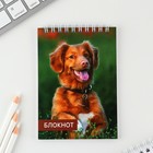 МИКС блокнотов А6, 40 л на гребне, мягкая обложка «Животные» (комплект 8 шт) - фото 23234405