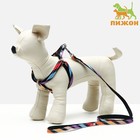 Комплект амуниции двухслойный, S, поводок 120×1 см, ОШ 24-38 ОГ 29-41 см, разноцветные полосы - Фото 1