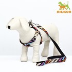 Комплект амуниции двухслойный, размер L, поводок 120×2 см, ОШ 31-45 см, ОГ 35-52 см, разноцветный - Фото 1