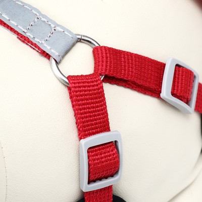 Шлейка с поводком Sport+, размер S, ОШ 39-41 см, ОГ 44-48 см, поводок 120×1.5 см, вес животного 7-13 кг, красная