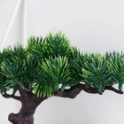 Бонсай искусственный в горшке «Сосна галант», 12×16 см, МИКС - Фото 3