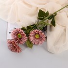 Цветы искусственные "Хризантема колор галант" 10х60 см, розовый - фото 3517467