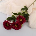 Цветы искусственные "Хризантема колор галант" 10х60 см, бордовый - фото 7870896