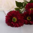 Цветы искусственные "Хризантема колор галант" 10х60 см, бордовый - фото 7870897