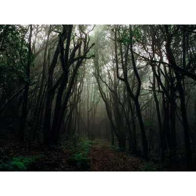 Фотобаннер, 300 × 200 см, с фотопечатью, люверсы шаг 1 м, «Тёмный лес», Greengo