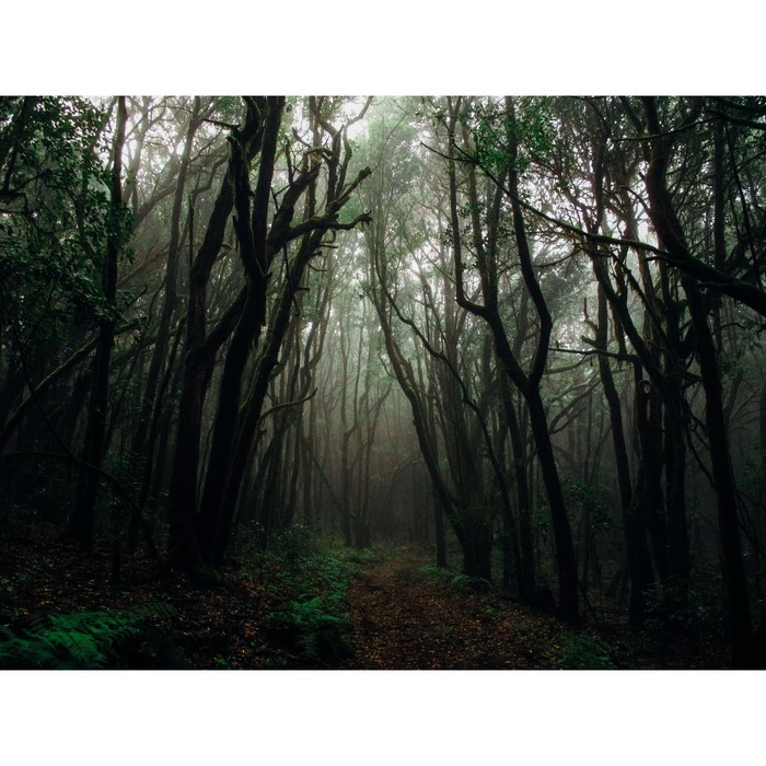 Фотобаннер, 300 × 200 см, с фотопечатью, люверсы шаг 1 м, «Тёмный лес» - Фото 1