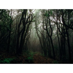Фотобаннер, 250 × 150 см, с фотопечатью, люверсы шаг 1 м, «Тёмный лес», Greengo
