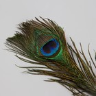 Пушистик на прищепке "Тропическая птица с пером павлина" МИКС 5,5х8х35 см - Фото 4