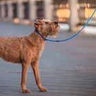 Ринговка для собак, 130×0.8 см, синяя - Фото 9