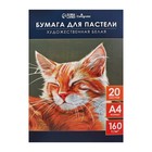 Бумага для пастели А4, 20 листов "Кот", блок 160 г/м2, в папке - фото 8180338
