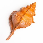 Фигурка полистоун «Ракушка», 23×11×10 см - Фото 5