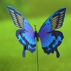 Набор декора садового "Бабочка парусница", штекер 25 см, 6 шт, микс цвета - Фото 8