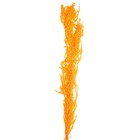 Сухие цветы амаранта, 100 г, размер листа: от 50 до 60 см, цвет оранжевый - фото 8513263