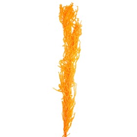Сухие цветы амаранта, 100 г, размер листа: от 50 до 60 см, цвет оранжевый