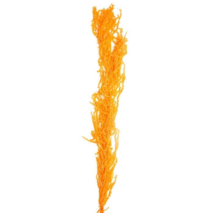 Сухие цветы амаранта, 100 г, размер листа: от 50 до 60 см, цвет оранжевый - Фото 1