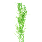 Сухие цветы амаранта, 100 г, размер листа: от 50 до 60 см, цвет зелёный - фото 292982643