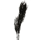 Сухие цветы амаранта, 100 г, размер листа: от 50 до 60 см, цвет чёрный - фото 4401268