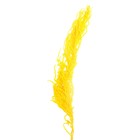 Сухие цветы амаранта , 100 гр, размер листа от 50 до 60 см, цвет желтый - фото 4154364