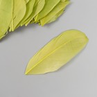 Перо декоративное гусиное "Зелёное" в форме листа набор 40 шт h=5-7 см - Фото 2
