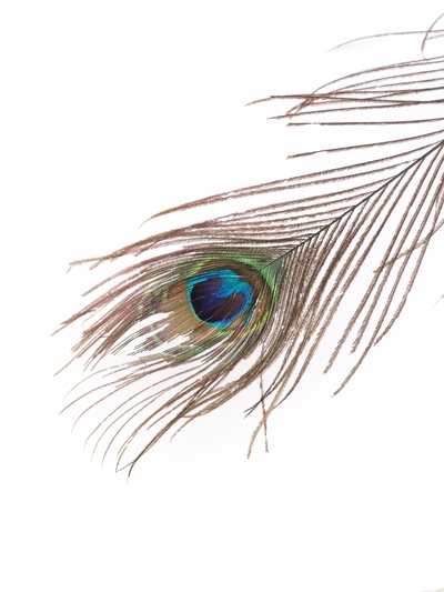 Перо декоративное "Павлин" h=90-100 см