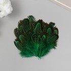 Перо декоративное фазана "Рябь. Зелёная" набор 20 шт h=5-7 см - фото 3384366