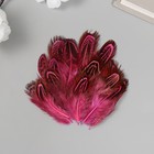 Перо декоративное фазана "Рябь. Розовая" набор 20 шт h=5-7 см - фото 8180881