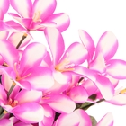 букет примула 45 см розовы - Фото 2