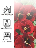 Семена Виола "Красное вино", 0,1 г - Фото 3