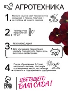 Семена Виола "Красное вино", 0,1 г - Фото 4