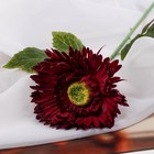 Цветы искусственные "Астра махровая" 46х10 см, бордовый - Фото 2