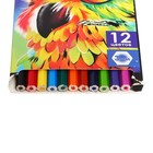УЦЕНКА Карандаши Calligrata, цветные, 12 цветов, шестигранные - Фото 2