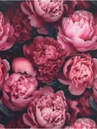 Бумага упаковочная, глянцевая «Пионы» 60×90 см - Фото 3