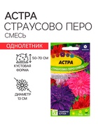 Семена Астра "Страусово Перо", ц/п,  0,3 гр. - фото 50088330
