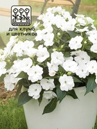 Семена Бальзамин "Супер Эльфин", ц/п,  F1, 10 шт. - фото 33977535