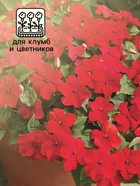 Семена Бальзамин «Супер Эльфин», F1, 10 шт., «Семена Алтая» - Фото 3