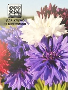 Семена Василек "Летние Каникулы", ц/п,  0,3 гр. 10215969 - фото 16886343